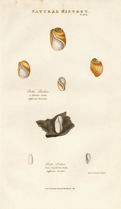 Conchas de bolhas de várias espécies de Sydenham Teast Edwards