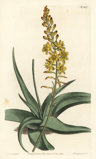 Variedades de bulbos - Bulbine alooides (Aloe-leaved anthericum, Anthericum alooides). Gravura em chapa de cobre colorida à mão por F. Sansom Jr. após ilustração de Sydenham Edwards da revista Botanical Magazine de William Curtis, T. Curtis, Londres de Sydenham Teast Edwards