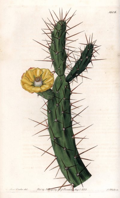 Cactus articule, variete of prickly fig tree - Placa gravada por S.Watts, de uma ilustração de Sarah Anne Drake (1803-1857), do Botanical Register of Sydenham Edwards (1768-1819), Inglaterra de Sydenham Teast Edwards