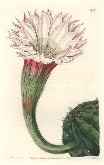 Ouriço-do-mar de cacto ou bola de Moisés, em flor, nativo do Brasil - Água forte de S. Watts de uma ilustração de Sarah Anne Drake (1803-1857), do Botanical Register de Sydenham Teast Edwards