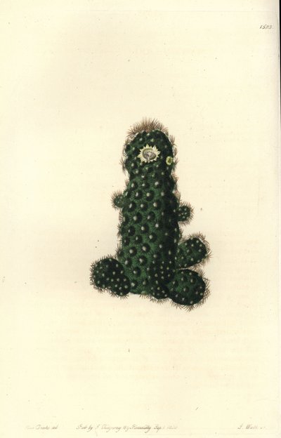 Cactus tenuis (Taper mammillaria, Mammillaria tenuis). Gravura em chapa de cobre colorida à mão por S. Watts depois de uma ilustração de Miss Sarah Drake do Registo Botânico de Sydenham Edwards, Ridgeway, Londres. de Sydenham Teast Edwards