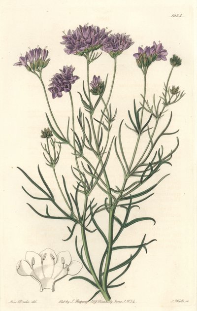 California Gilia - S. Watts Strong Water, de uma ilustração de Sarah Anne Drake (1803-1857), do Botanical Register de Sydenham Teast Edwards