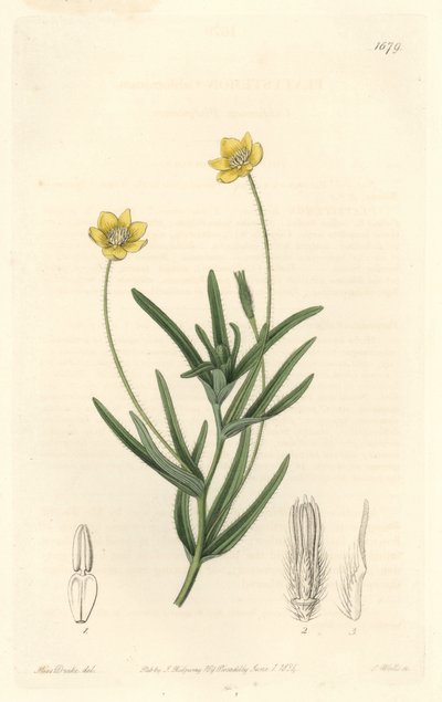 California Platystemon - S. Watts Strong Water, de uma ilustração de Sarah Anne Drake (1803-1857), do Botanical Register de Sydenham Teast Edwards