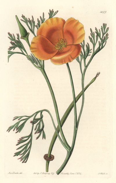 Papoila da Califórnia ou papoila americana - S. Watts água forte de uma ilustração de Sarah Anne Drake (1803-1857), do Botanical Register de Sydenham Teast Edwards