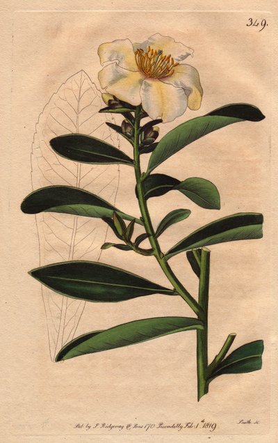 Camélia (Camelias) Penang, uma flor branca com coloração amarelada a flor. Camélia axilaris. Gravura em chapa de cobre colorida à mão a partir de uma ilustração botânica de Sydenham Edwards da "Botanical Magazine" de William Curtis 1790-1800. de Sydenham Teast Edwards