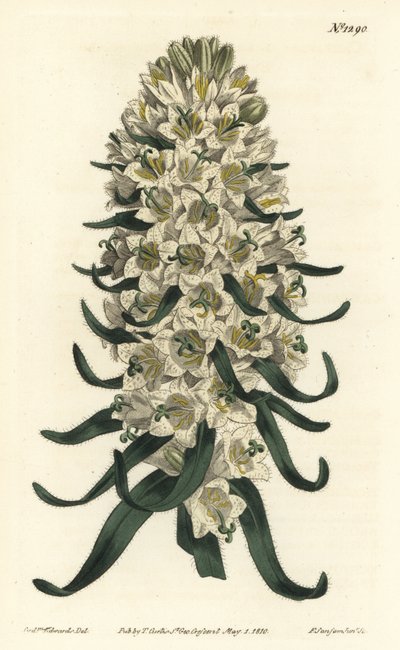 Campanula tem lindas flores - Flor dos Pirinéus, Campanula speciosa (Flor dos sinos de longa fisionomia, Campanula thyrsoidea). Gravura em chapa de cobre colorida à mão por F. Sansom Jr. após uma ilustração de Sydenham Edwards da revista Botanical Magazine de Sydenham Teast Edwards