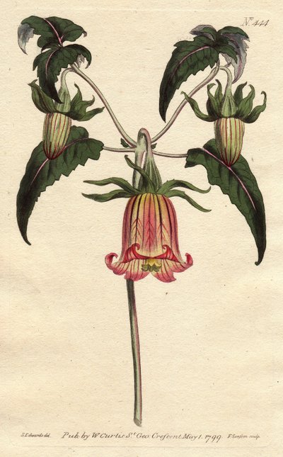 Torre do sino canário, flor em forma de sino em queda, amarelo com veia rosa, origem das Ilhas Canárias. Flor do sino das Canárias, flor em forma de sino com veias amarelas cor-de-rosa em queda. Nativo das Ilhas Canárias. Canarina campanula. Gravura em cha de Sydenham Teast Edwards