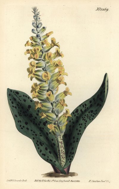 Cape Hyacinth (falsa orquídea) - Spotted leaved orchis-like lachenalia, Lachenalia orquioides. Gravura em chapa de cobre colorida à mão por F. Sansom Jr. após ilustração de Sydenham Edwards da revista Botanical Magazine de William Curtis, T. Curtis, Londre de Sydenham Teast Edwards