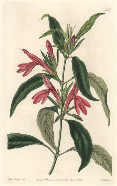 Carmantine, natural do Brasil - Water forte de S. Watts a partir de uma ilustração de Sarah Anne Drake (1803-1857), do Botanical Register de Sydenham Teast Edwards