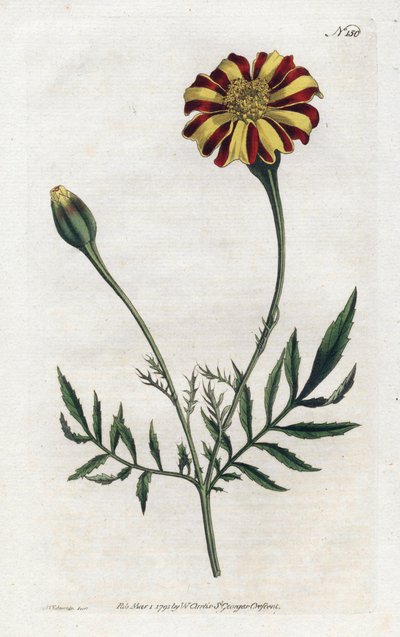 Cravo da Índia ou tagete etalee - Litografia de Sydenham Edwards (1768-1819), placa da revista Botanical de William Curtis (1746-1799) de Sydenham Teast Edwards