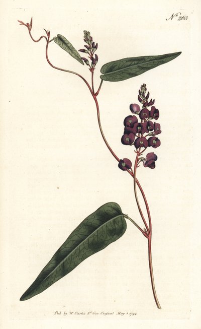 Caulinia bimaculata (Glicina púrpura, Glycine bimaculata). Gravura em chapa de cobre colorida à mão por Sansom após uma ilustração de Sydenham Edwards da revista Botanical Magazine de William Curtis, Londres de Sydenham Teast Edwards