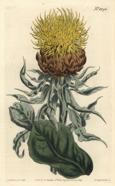 Centauree a grosseira tête - Centaurea macrocephala, Centaurea macrocephala gigante ou centaurea amarela de cabeça grande. Gravura em chapa de cobre colorida à mão por F. Sansom Jr. após ilustração de Sydenham Edwards da revista Botanical Magazine de Willi de Sydenham Teast Edwards