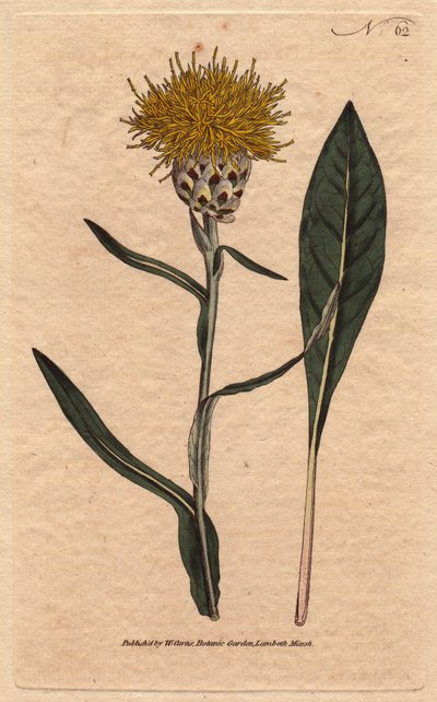 Centauree tem folha de pastel, com flor amarelo fofo. Oriental. Centaurea de folhas folhas com flores amarelas e fofas. Uma nativa do leste. Centaurea glastifolia. Gravura em chapa de cobre colorida à mão a partir de uma ilustração botânica de Sydenham Edw de Sydenham Teast Edwards