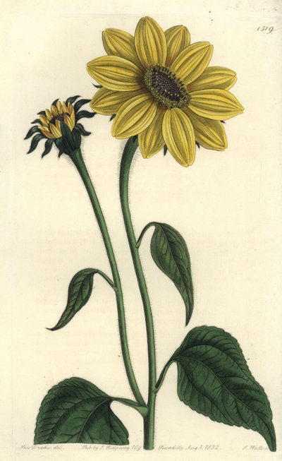 Central American asteriacee variete - Tithonia tubaeformis (girassol com trompete, Helianthus tubaeformis). Gravura em chapa de cobre colorida à mão por S. Watts depois de uma ilustração de Miss Sarah Drake do Registo Botânico de Sydenham Edwards, Ridgeway de Sydenham Teast Edwards