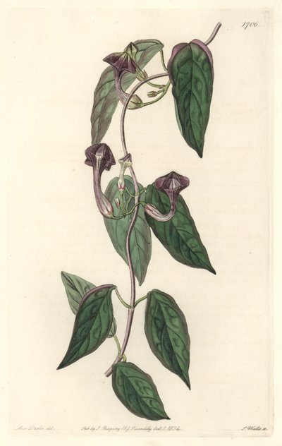 Ceropegia elegante, nativa da Índia - Água forte de S. Watts de uma ilustração de Sarah Anne Drake (1803-1857), do Botanical Register de Sydenham Teast Edwards