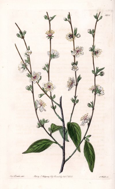 Cerejeira - Quadro gravado por S.Watts, de uma ilustração de Sarah Anne Drake (1803-1857), do Botanical Register of Sydenham Edwards (1768-1819), Inglaterra de Sydenham Teast Edwards
