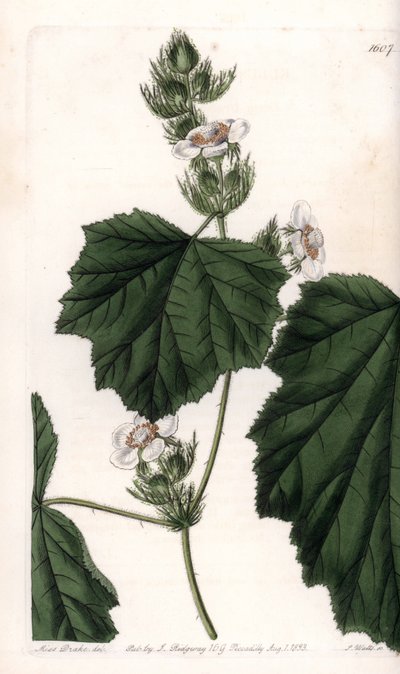 Castanheiro - Placa gravada por S.Watts, a partir de uma ilustração de Sarah Anne Drake (1803-1857), do Botanical Register of Sydenham Edwards (1768-1819), Inglaterra de Sydenham Teast Edwards