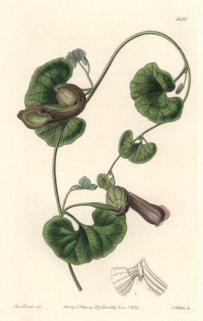 Aristoloche chileno ou Orelhas de Raposa - S. Watts Strong Water de uma ilustração de Sarah Anne Drake (1803-1857), do Botanical Register de Sydenham Teast Edwards