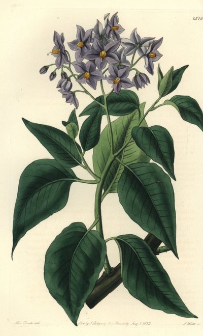 Árvore de batata chilena ou solanum de folhas frisadas. Gravura em chapa de cobre colorida à mão por S. Watts depois de uma ilustração de Miss Sarah Drake do Registo Botânico de Sydenham Edwards, Ridgeway, Londres. de Sydenham Teast Edwards