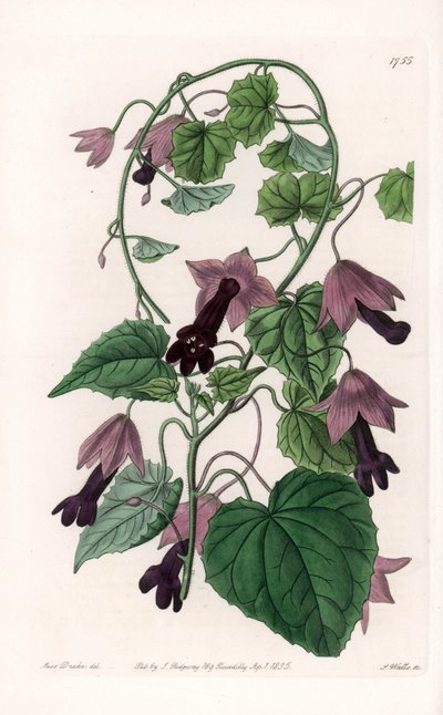 Chapéu Chinês - Placa gravada por S.Watts, a partir de uma ilustração de Sarah Anne Drake (1803-1857), do Botanical Register of Sydenham Edwards (1768-1819), Inglaterra de Sydenham Teast Edwards