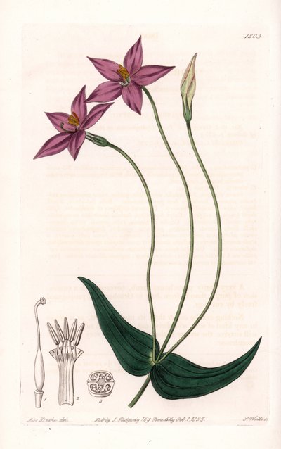 Chironia Variete - Placa gravada por S.Watts, a partir de uma ilustração de Sarah Anne Drake (1803-1857), do Botanical Register of Sydenham Edwards (1768-1819), Inglaterra de Sydenham Teast Edwards