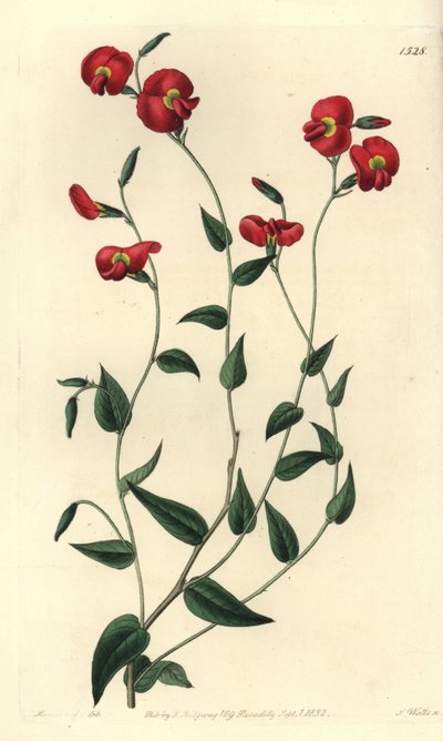Chorizema ovatum (Corozema ovatum ovatum, Chorozema ovatum). Gravura em chapa de cobre colorida à mão por S. Watts depois de uma ilustração de Miss Sarah Drake do Registo Botânico de Sydenham Edwards, Ridgeway, Londres. de Sydenham Teast Edwards