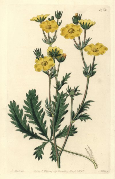 Cinquefoil dressee - Cinquefoil de folhas espigadas, Potentilla laciniosa. Gravura em chapa de cobre colorida à mão por S. Watts após uma ilustração de M. Hart do Sydenham Edwards
