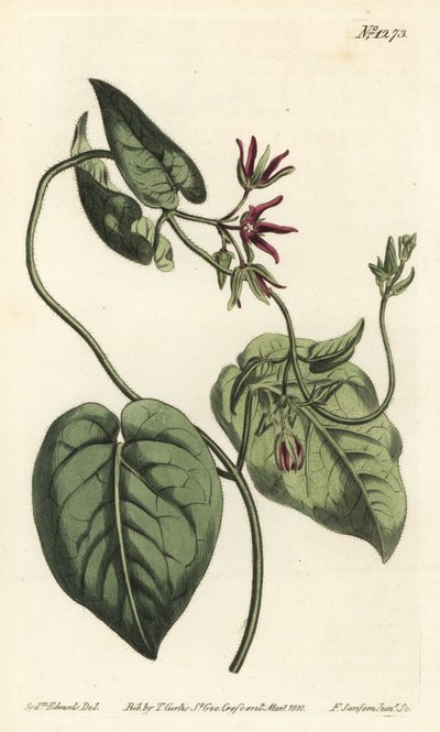 Trepadora de leite, Matelea obliqua (cynanchum Virginian cynanchum, Cynanchum discolor). Gravura em chapa de cobre colorida à mão por F. Sansom Jr. após ilustração de Sydenham Edwards da revista Botanical Magazine de William Curtis, T. Curtis, Londres. de Sydenham Teast Edwards