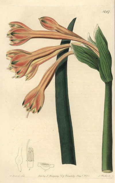 Clinanthus fulvus (Tawny coburgia, Coburgia fulva). Gravura em chapa de cobre colorida à mão por S. Watts após ilustração de William Herbert do Sydenham Edwards