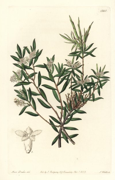 Barba branca de urso costeiro ou de flor pequena, Leucopogon parviflorus. Gravura em chapa de cobre colorida à mão por S. Watts depois de uma ilustração de Miss Sarah Drake do Registo Botânico de Sydenham Edwards, Ridgeway, Londres. de Sydenham Teast Edwards