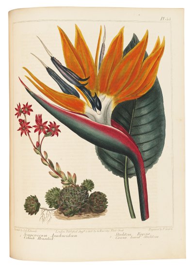 Cobweb Houseleek e Canna Leaved Strelitzia, 1806 de Sydenham Teast Edwards