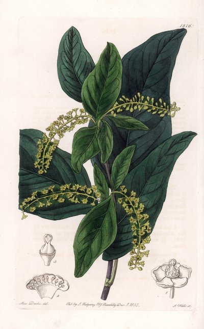 Coccoloba variete, nativa das Índias Ocidentais - Gravado por S.Watts, a partir de uma ilustração de Sarah Anne Drake (1803-1857), do Botanical Register of Sydenham Edwards (1768-1819), Inglaterra de Sydenham Teast Edwards