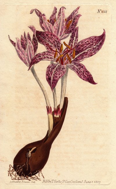 Colchique saffron des pres, com bulbo e várias flores roxas salpicadas. Chequer floriu açafrão dos prados, com bulbo e numerosas flores púrpuras. Colchicum variegatum. Gravura em chapa de cobre colorida à mão a partir de uma ilustração botânica de Sydenham de Sydenham Teast Edwards