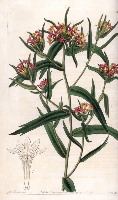 Collomia neon - Placa gravada por S.Watts, a partir de uma ilustração de Sarah Anne Drake (1803-1857), do Botanical Register of Sydenham Edwards (1768-1819), Inglaterra de Sydenham Teast Edwards