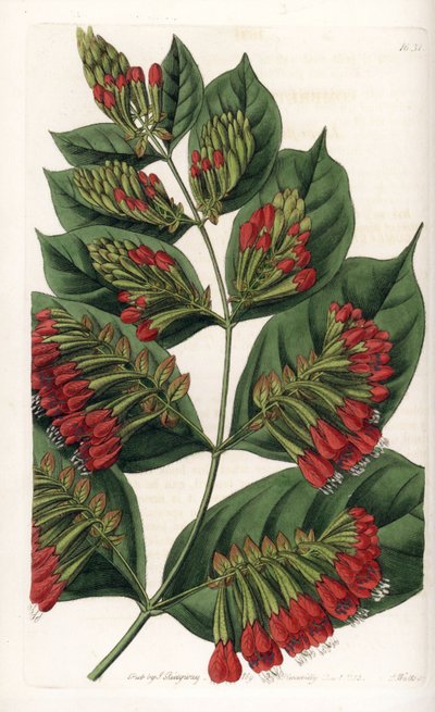 Combretum Variete, Red Flower Graphips - Gravado por S.Watts, de uma ilustração de Sarah Anne Drake (1803-1857), do Registro Botânico de Sydenham Edwards (1768-1819), Inglaterra de Sydenham Teast Edwards