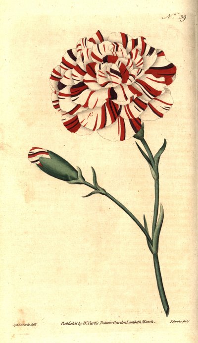 Cravo comum, cravo floral ou cravo cravo - o tártaro de Franklin, cravo escarlate bizarro, cravo Dianthus caryophyllus. Gravura em chapa de cobre colorida à mão por James Sowerby após uma ilustração botânica de Sydenham Edwards do The Bota de William Curti de Sydenham Teast Edwards