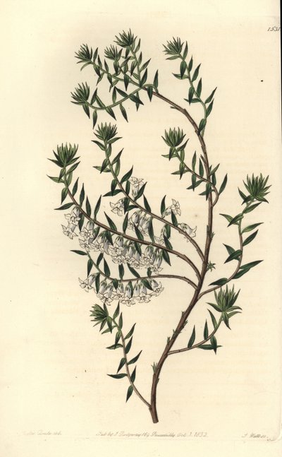 Saúde comum, Epicris impressa (Snowy epacris, Epicris nivalis). Gravura em chapa de cobre colorida à mão por S. Watts depois de uma ilustração de Miss Sarah Drake do Registo Botânico de Sydenham Edwards, Ridgeway, Londres. de Sydenham Teast Edwards