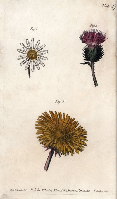 Flores compostas: pré-pacote, cardo de burro (ou falso acanto onopordum) e dente-de-leão. Gravura em cobre colorido, ilustração de Sydenham Edwards (1768-1819) para Conferências de Botânica, Jardim Botânico de Lambeth (Inglaterra) de Sydenham Teast Edwards