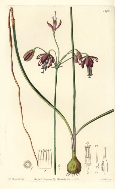 Coral do México ou gota de coral - Gotas de coral, Bessera elegans (fístula de folhas ocas, Pharium fistulosum). Gravura em chapa de cobre colorida à mão por S. Watts após ilustração de William Herbert do Sydenham Edwards
