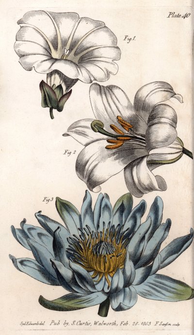 Corolla: borda do campo (flor tem uma única pétala), lírio (hexapetal) e lírio (polipetal). Gravura em cobre colorido, ilustração de Sydenham Edwards (1768-1819) para Conferências de Botanical, Jardim Botânico de Lambeth (Inglaterra) de Sydenham Teast Edwards