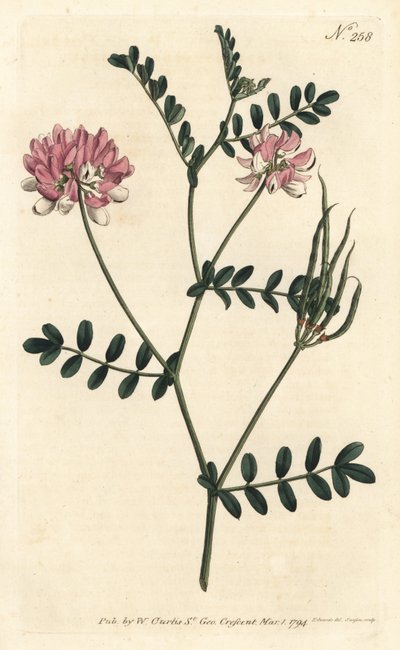 Coronilla bigaree - Ervilhaca de coroa roxa, Securigera varia (Coronilla violeta, Coronilla varia). Gravura em chapa de cobre colorida à mão por Sansom após ilustração de Sydenham Edwards da revista Botanical Magazine de William Curtis, Londres de Sydenham Teast Edwards