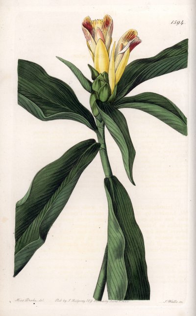 Costus Variete - Placa gravada por S.Watts, a partir de uma ilustração de Sarah Anne Drake (1803-1857), do Botanical Register of Sydenham Edwards (1768-1819), Inglaterra de Sydenham Teast Edwards