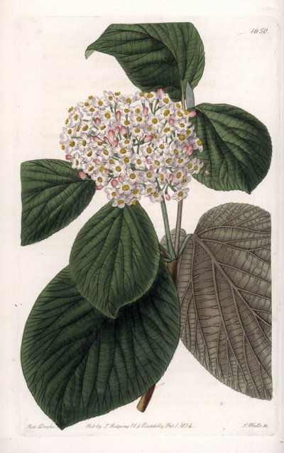 Cotton Viorne - Quadro gravado por S.Watts, a partir de uma ilustração de Sarah Anne Drake (1803-1857), do Botanical Register of Sydenham Edwards (1768-1819), Inglaterra de Sydenham Teast Edwards