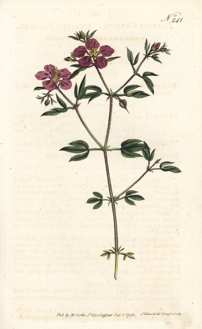 Creta Fagonia - Creta fagonia, Fagonia cretica. Gravura em chapa de cobre colorida à mão por Sansom após ilustração de Sydenham Edwards rom William Curtis