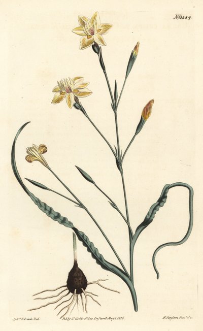 Moraea frisada, Moraea crispa. Gravura em chapa de cobre colorida à mão por F. Sansom Jr. após ilustração de Sydenham Edwards da revista Botanical Magazine de William Curtis, T. Curtis, Londres. de Sydenham Teast Edwards