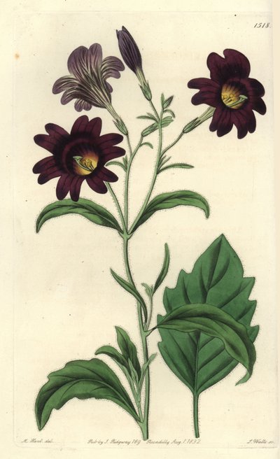 Salpiglossis - Salpiglossis sinuata (Salpiglossis sinuata roxo escuro, Salpiglossis atropurpurea). Gravura em chapa de cobre colorida à mão por S. Watts após uma ilustração de M. Hart do Sydenham Edwards