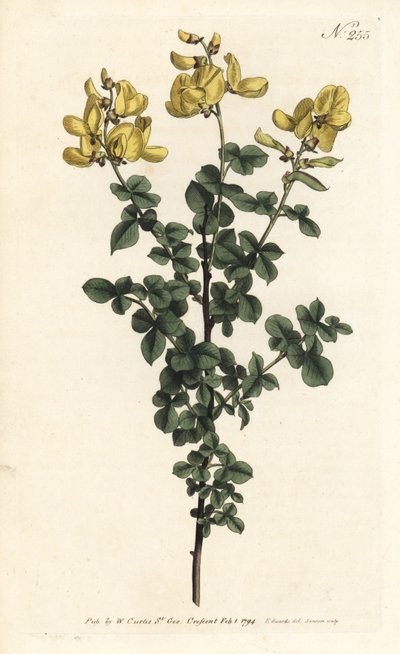 Cytisophyllum sessilifolium (Citisus comum, Cytisus sessilifolius). Gravura em chapa de cobre colorida à mão por Sansom após uma ilustração de Sydenham Edwards da revista Botanical de William Curtis, Londres de Sydenham Teast Edwards