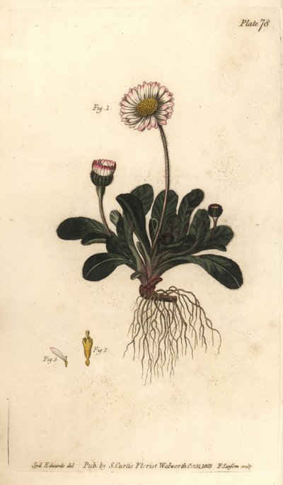 Daisy, Bellis perennis, Polygamia superflua. Gravação em chapa de cobre colorida à mão por F. Sansom de uma ilustração botânica de Sydenham Edwards para as Palestras de Botânica de William Curtis, conforme entregue no Jardim Botânico de Lambeth. de Sydenham Teast Edwards