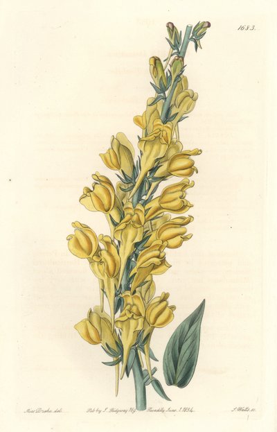 Dalmatia Linar - Água Forte de S. Watts de uma ilustração de Sarah Anne Drake (1803-1857), do Botanical Register de Sydenham Teast Edwards
