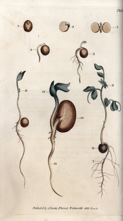 Diferentes etapas de germinação da semente de ervilha e feijão comum. Gravura em cobre colorido, ilustração de Sydenham Edwards (1768-1819) para Conferências de Botanical, Jardim Botânico de Lambeth (Inglaterra) de Sydenham Teast Edwards
